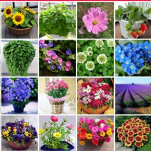 四季花卉種子四季開花移易種