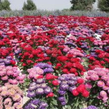 2019花卉種子種苗價格 報價 花卉種子種苗批發 種子網