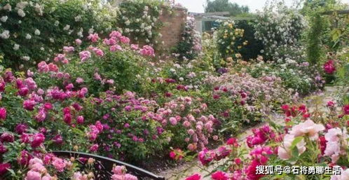這種花,被譽為 開花機 ,養護簡單,花型緊簇,一年四季都開花
