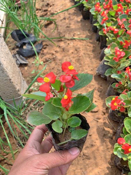 青州宿根花卉種植基地價格 青州宿根花卉種植基地廠家批發 