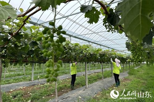 科創中國 山東實踐 助科技之花結產業碩果