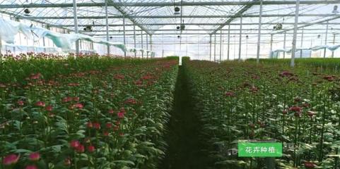 聯塑集團發力現代農業,投資高端花卉種植產業建設