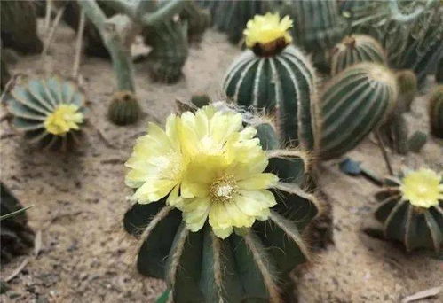 19元起 北京豐臺世界花卉大觀園2000種植物與你邂逅