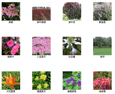 河北定州花灌木基地-產品6