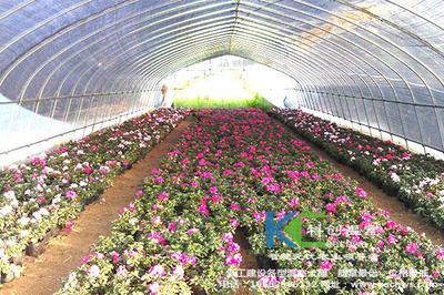一畝花卉種植溫室大棚造價多少錢