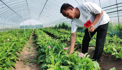 鮮花經濟助增收