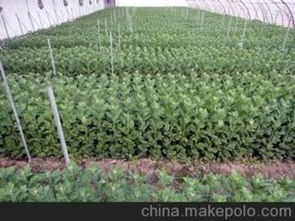 菊花種苗供應商,價格,菊花種苗批發市場 