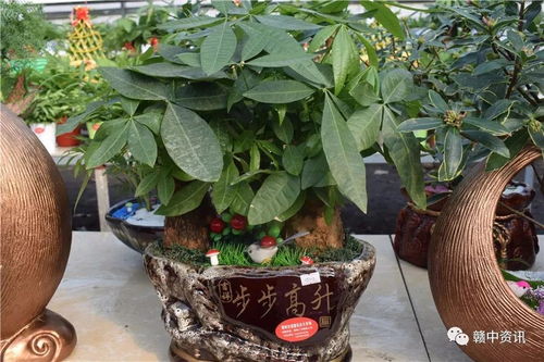 樟樹這家花卉種植基地逆天啦 老板豪氣全城大贈送 300盆精品盆景等你來拿 再不來就沒了......
