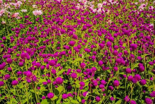 菊花園