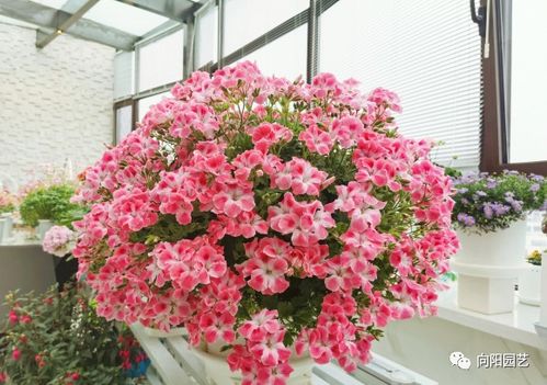 春季養花,養這4種最美花卉,陽臺擺上幾盆,夏天開成大花園