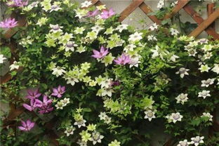 家庭園藝 花卉種植愛好者,享受過程帶來的快樂
