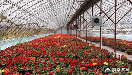 農村致富新出路,花卉種植大有可為
