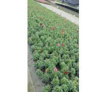 園林花卉