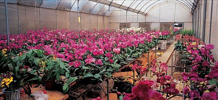 花卉市場