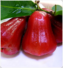汕臺(tái)農(nóng)業(yè)合作前景廣闊 臺(tái)灣優(yōu)良果蔬品種在汕年創(chuàng)產(chǎn)值超2.5億