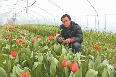 鮮花種植:郁金香高產(chǎn)種植技術(shù),情人節(jié)不要再買花了