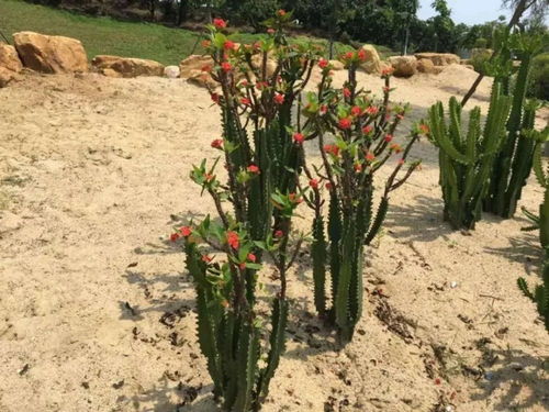 適合粗養的4種觀賞花卉,盆土偶爾干燥,適當控水,才容易開花