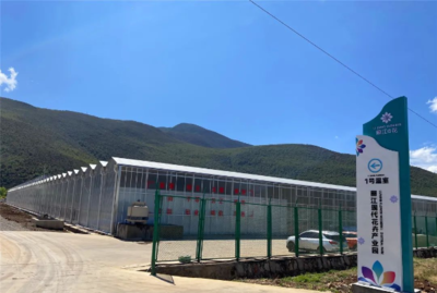 云南麗江:“80后”為花卉產業注入新鮮血液