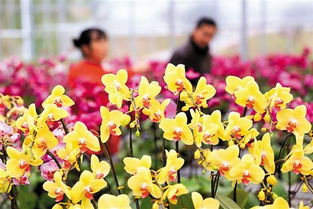 春季游哪最好 國內(nèi)鮮花種植基地賞花去