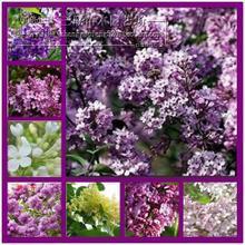 【丁香花苗】最新最全丁香花苗 產品參考信息