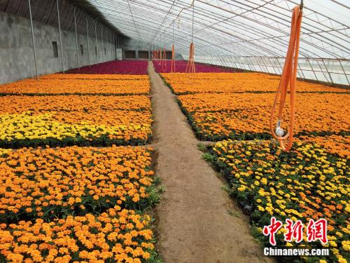紅土地上 拔窮根 河北革命老區平山縣脫貧 摘帽 紀實