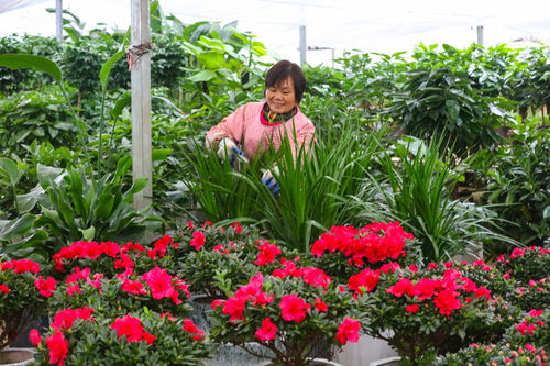 光山 鮮花種植走上致富路