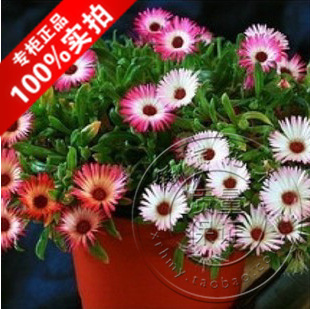 【萬(wàn)古花卉】原裝花卉種子 垂吊彩虹花種子 垂吊植物 50