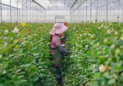 @云南花卉企業(yè),進(jìn)口花卉種子、種苗有優(yōu)惠政策