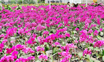 阿拉爾市現(xiàn)代農(nóng)業(yè)產(chǎn)業(yè)園 百花齊放引客來(lái)