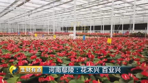 實拍中部地區最大室內鮮花種植基地,讓人大開眼界