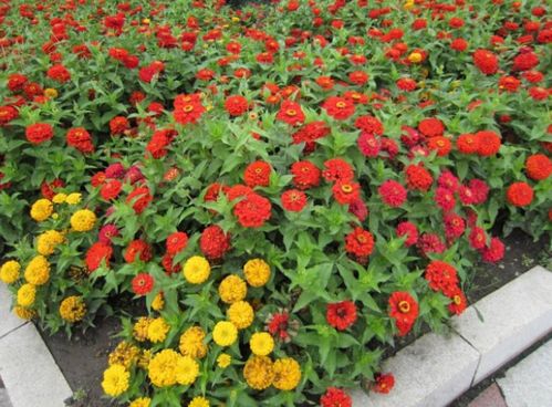 春天養這3種花卉,種子扔土里,呼呼冒出一大片