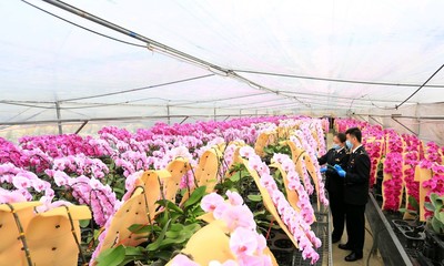 廣東特色花卉苗木出口旺,通關可“即報即放”
