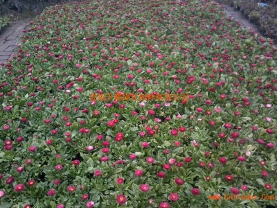 草花供應,時令花卉種植基地,春節用花