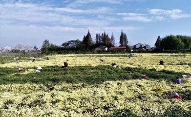 千里江陵丨茶飲佳品 花茶新寵