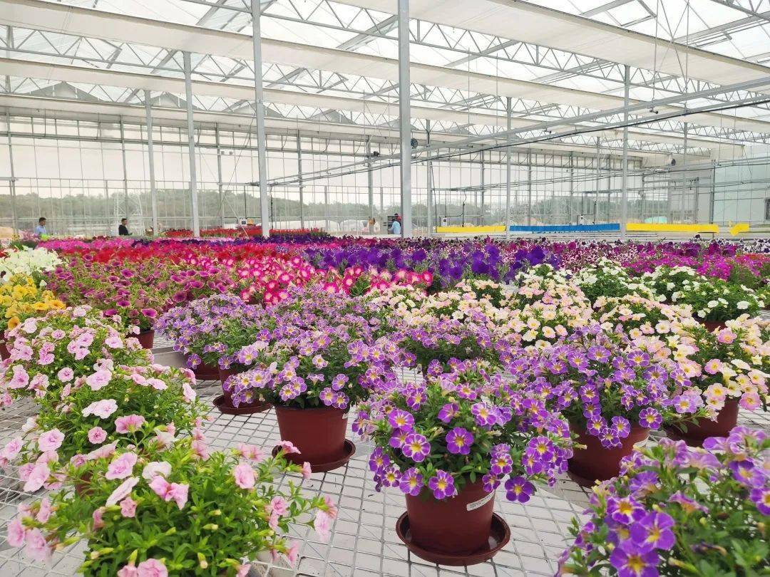 全省首家!花卉種業產業研究院在廈揭牌成立_廈門_園藝_合作