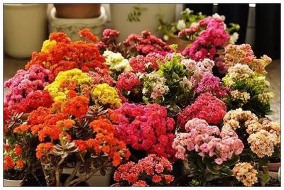 這些在秋季栽種的花卉,冬春時節花開燦爛,能擺室內養