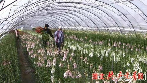 脫貧攻堅黨旗紅 三河市 鮮切花 盛開在小康路上