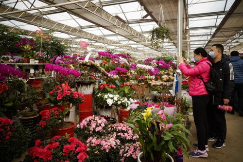 黨報薦讀 百年花鄉 百畝花海,看山東這兩地如何 借花 致富