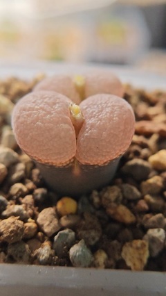 黑皮豬蹄