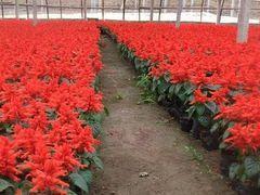 【求購濰坊草花花卉市場國慶菊】濰坊草花花卉市場國慶菊采購/企業采購平臺-一呼百應