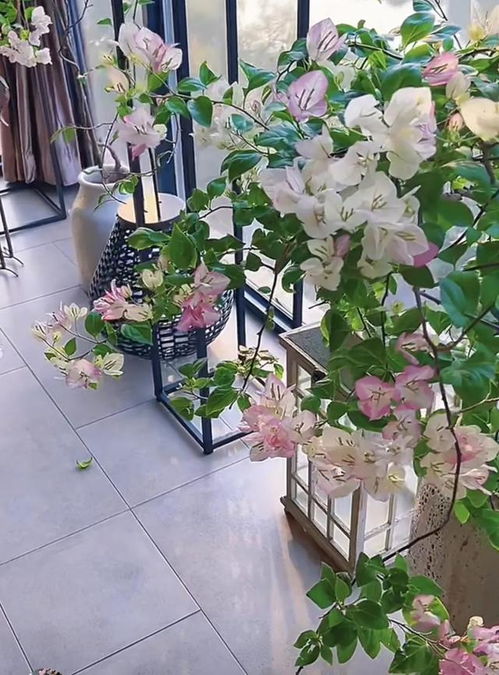 5種 吉利花 ,建議用小盆養,大盆易爛根,小盆易出 精品